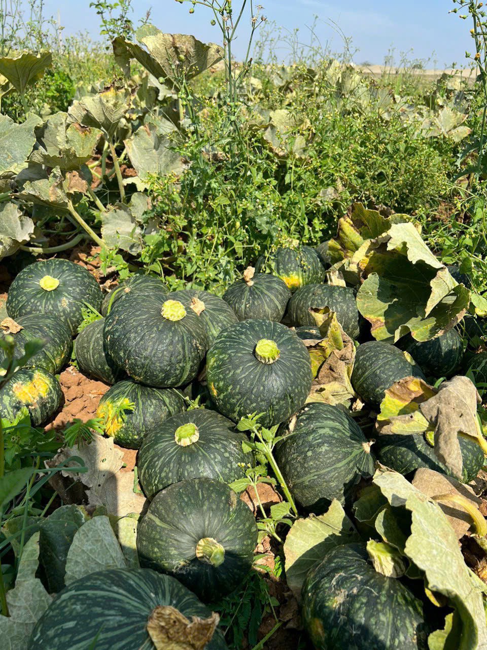 FROZEN DICED PUMPKIN