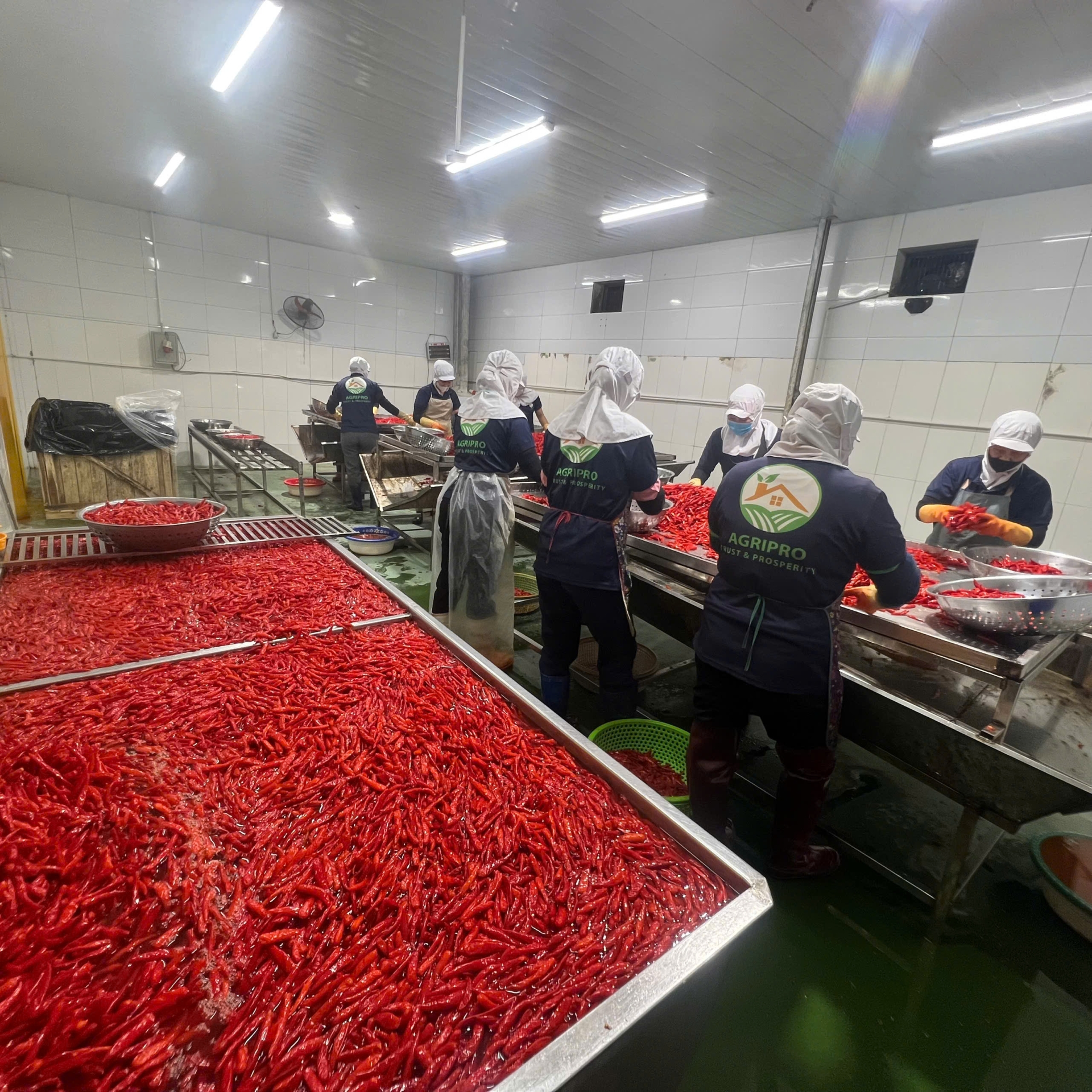 SMALL SALTED RED CHILLI