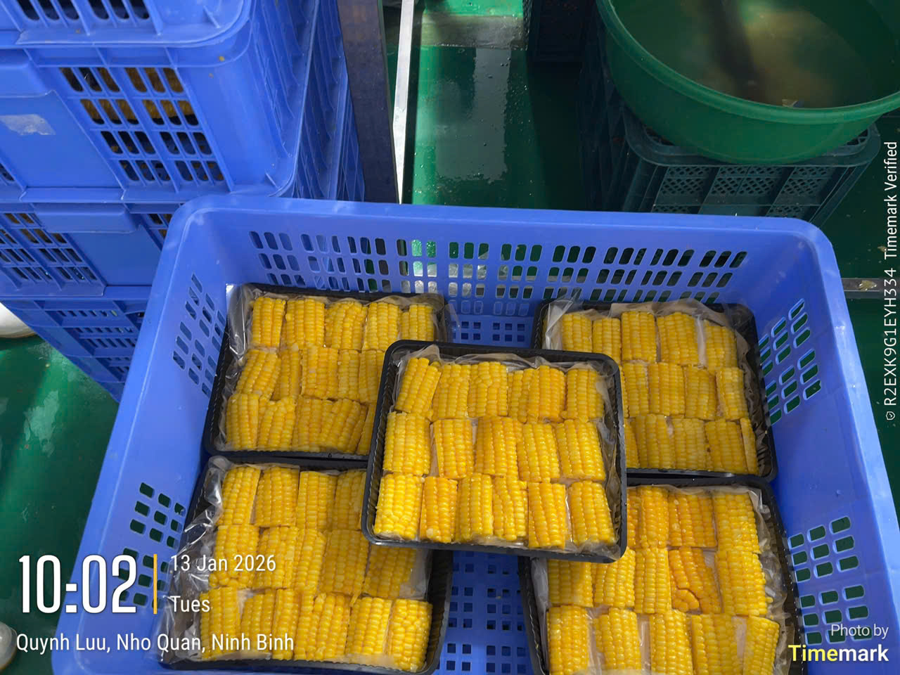 FROZEN  SWEET CORN SLICE