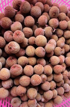 FROZEN LYCHEE