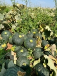 FROZEN DICED PUMPKIN